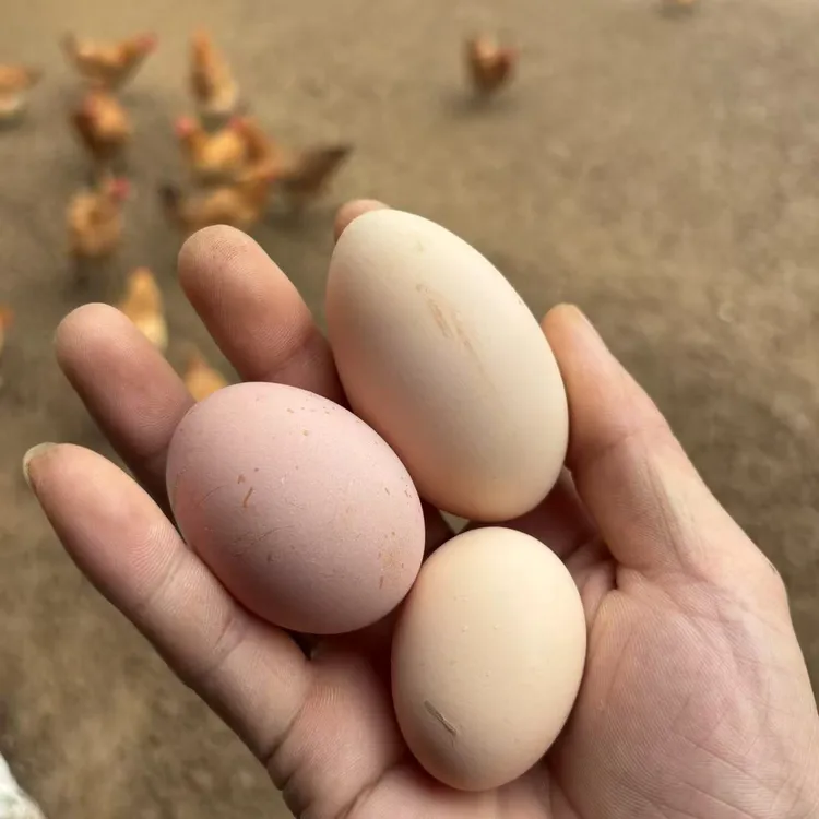 50枚散养土鸡蛋  原生态高山散养土鸡蛋