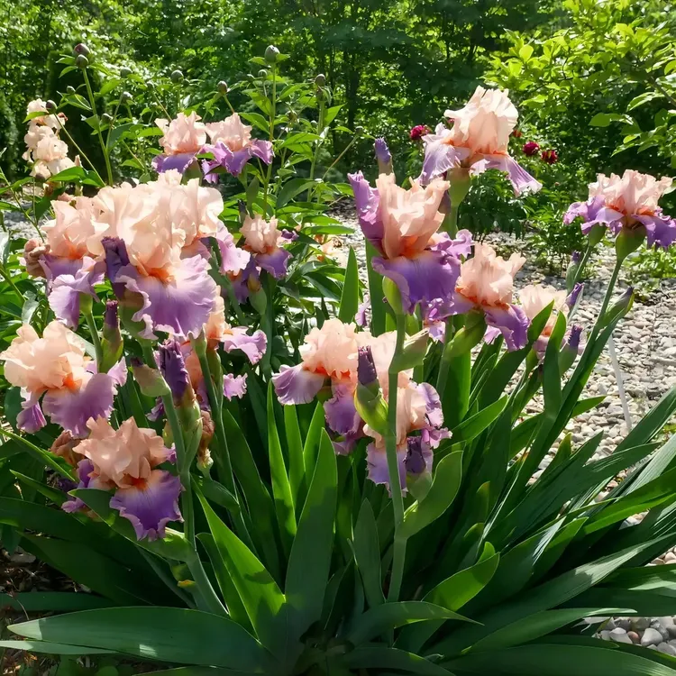 【10棵装】德国进口鸢尾阳台盆栽庭院地栽四季易活耐寒热花卉植物商品图