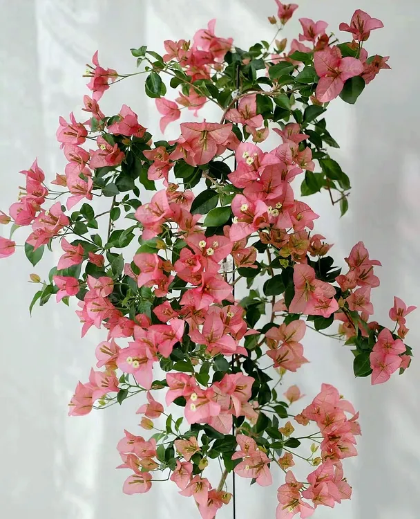 大苗｛卡亚塔｝勤花，丰花，四季开带盆带花三角梅！