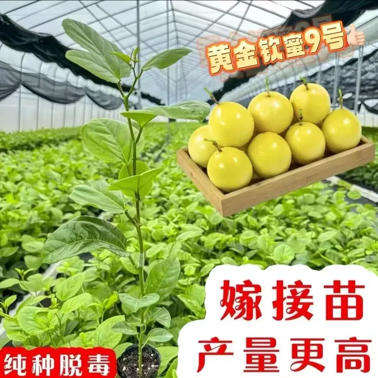 广西钦蜜9号黄金百香树苗嫁接苗当年结果百香果树苗四季爬藤种植