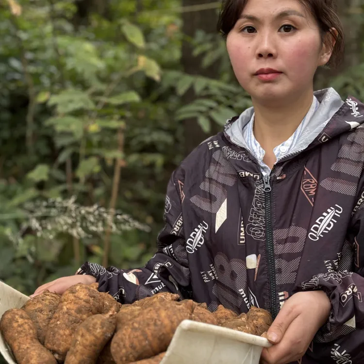 云南昭通小草坝新鲜乌麻深山现挖可炖汤泡酒