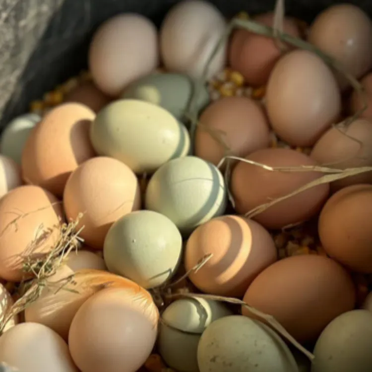 鱼米优农场散养土鸡蛋粉壳绿壳新鲜健康孕妇可食