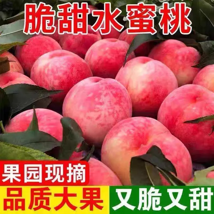 新鲜采摘山西水蜜桃脆甜多汁当季应季水果整箱包邮