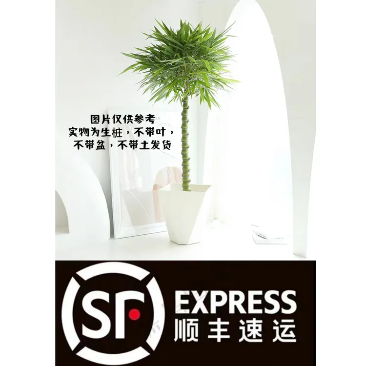 佛肚竹盆景绿植好栽好养生桩