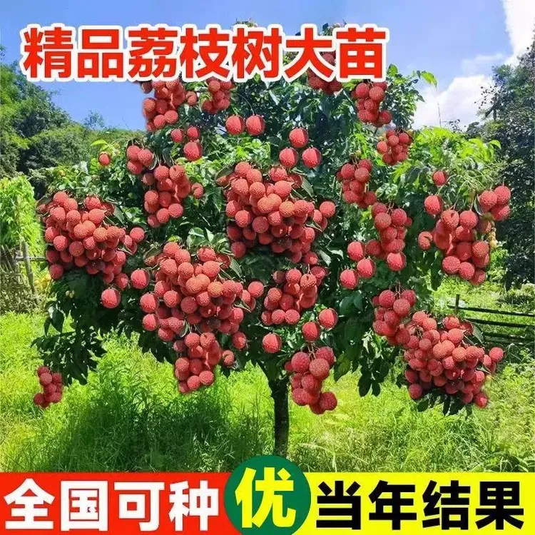 荔枝树苖无核桂味荔枝王果树盆栽妃子笑树苗仙进奉嫁接苗当年结果