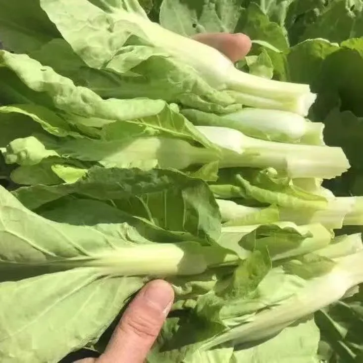 湖北露天白菜苔多地新鲜现摘白菜苔应季脆嫩蔬菜