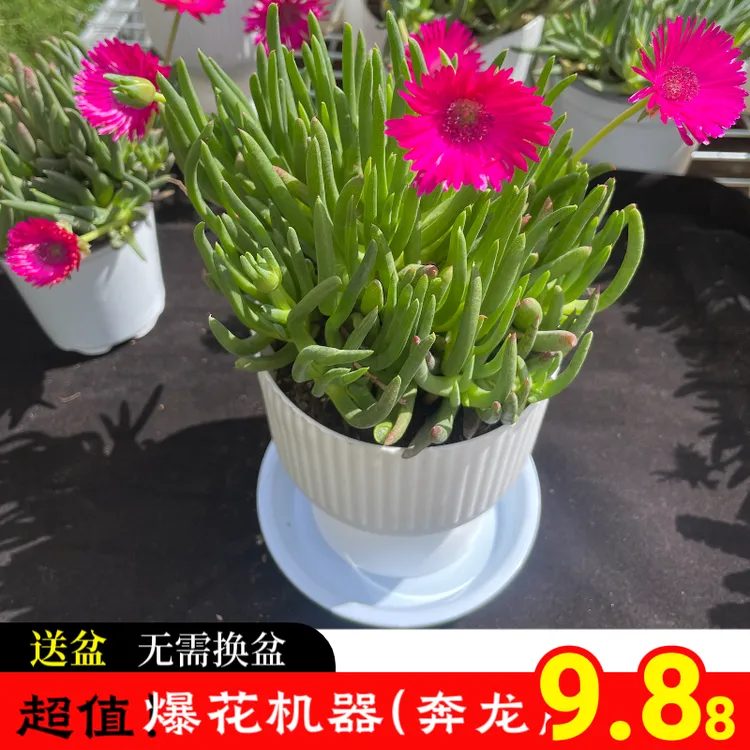 奔龙多肉正值花期大花大冠服可净化空气室内四季可养