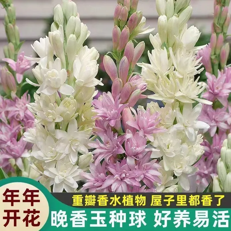 【新疆包邮】多色晚香玉种根苗四季开花浓香庭院露台室外阳台盆栽