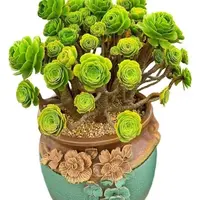 绿玫瑰法师多肉植物老桩多肉种耐高温低温好养手金枝玉叶盆栽