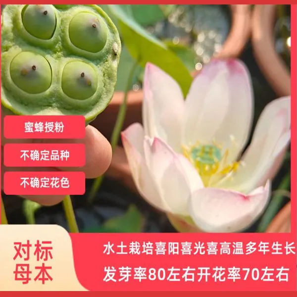 新采正品小微型开口家庭阳台盆栽观赏型开花碗莲种籽水培育苗