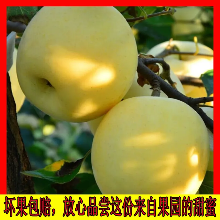 10斤黄元帅苹果新鲜现摘当季水果孕妇可吃大果软糯香甜香蕉黄苹果