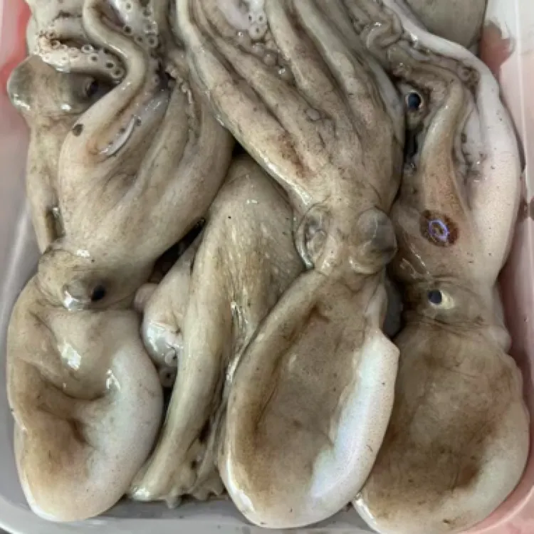 八爪鱼天然海捕新鲜冷冻八爪鱼迷你章鱼仔墨鱼仔小鱿鱼