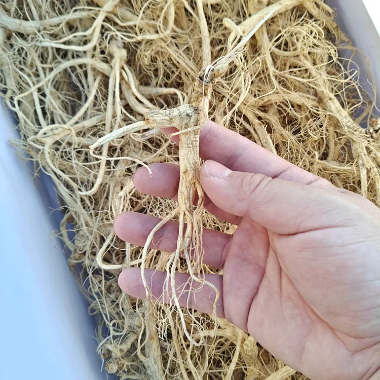 林下参残参 林下籽 缺枝断须林下参 自用实惠 泡水人参 长白山产