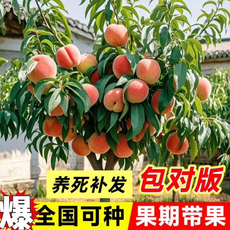 【养死补发】水蜜桃树苗嫁接黄桃树当年结果南北均可种植桃树果苗