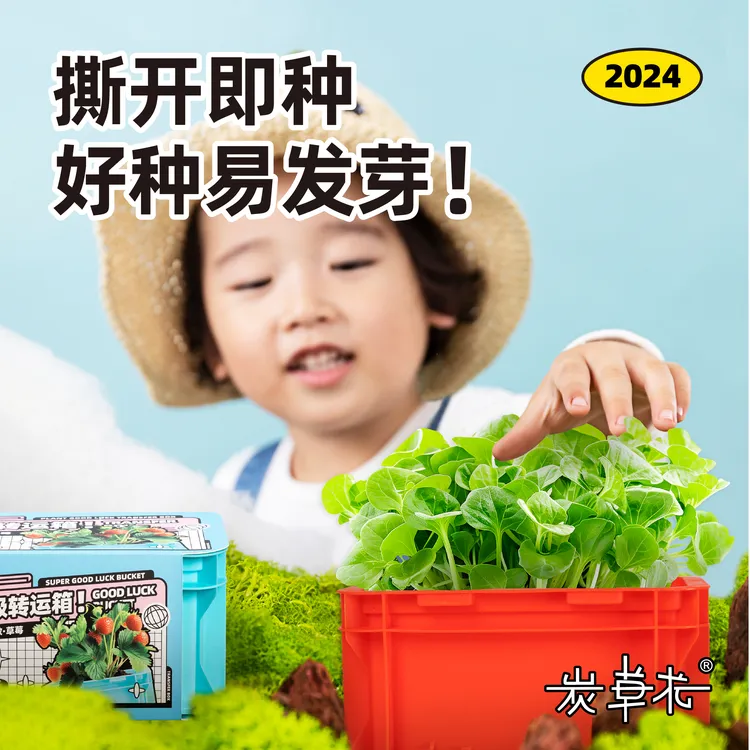ecoey绿植盆栽幼儿园小学儿童科学观察发芽率高创意绿植微景观