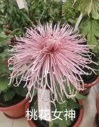 【 桃花女神】大花富贵菊花盆栽九月菊 开花漂亮耐寒