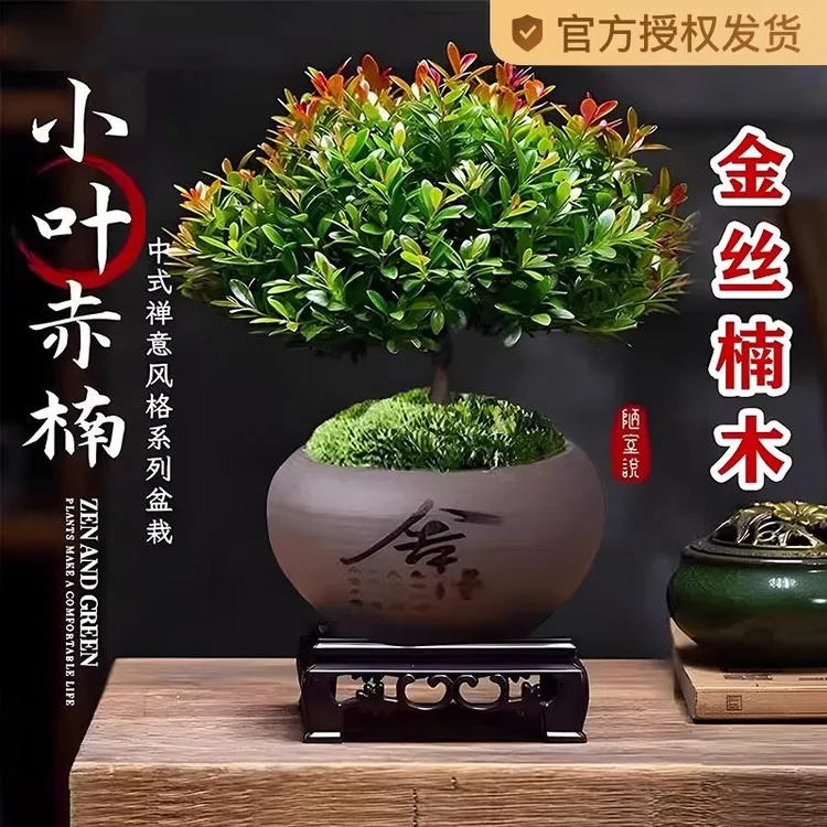 室内小叶赤楠盆景金丝楠木老桩盆栽苗办公花卉桌面小绿植四季好养