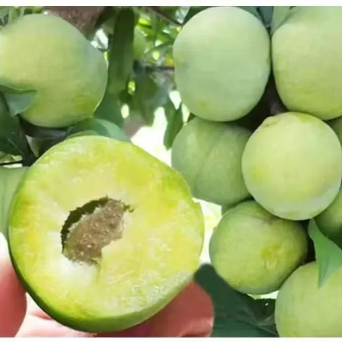 正宗贵州酥李脱骨青脆李新鲜应季水果甜脆李子多汁好吃酸酸甜甜