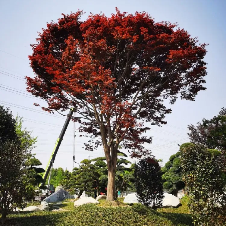 红枫，紫薇，桂花 羽毛枫等好养易活