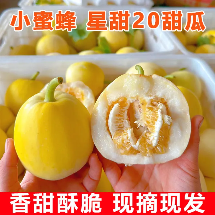 【头茬小蜜罐甜瓜】山东小蜜蜂蜜罐甜瓜 星甜20网红甜瓜新鲜现摘