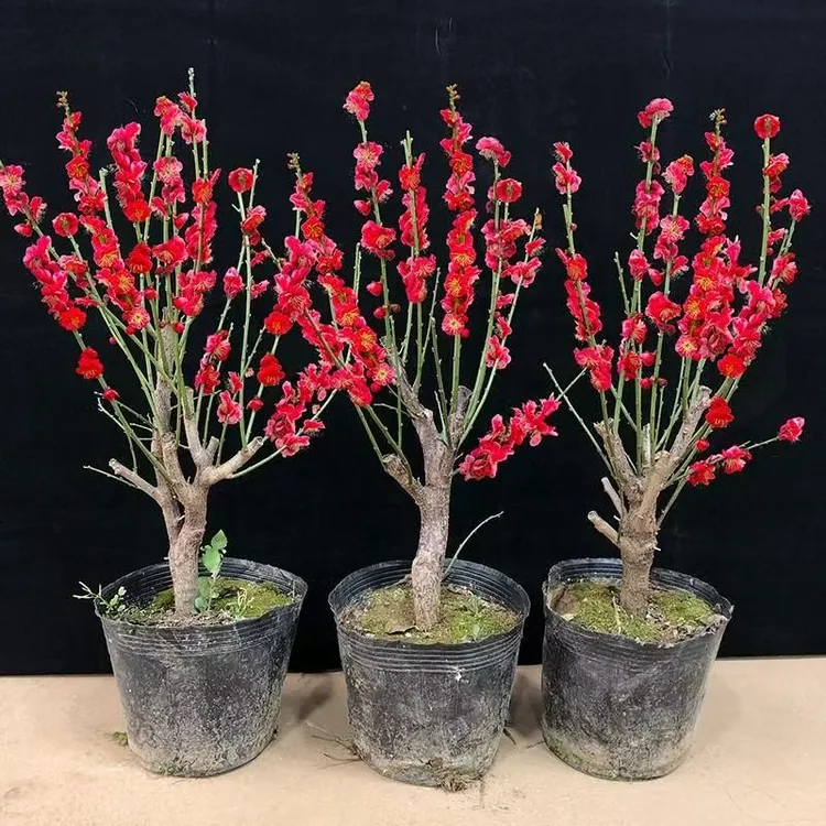 精品梅花老桩红绿梅花龙游梅花卉盆栽苗南北方种植耐寒植物