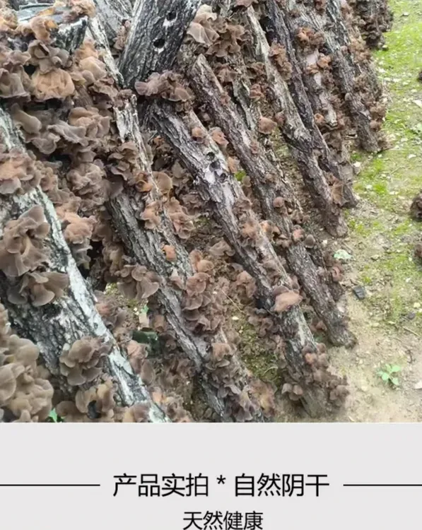 伏牛深山自然生长干木耳