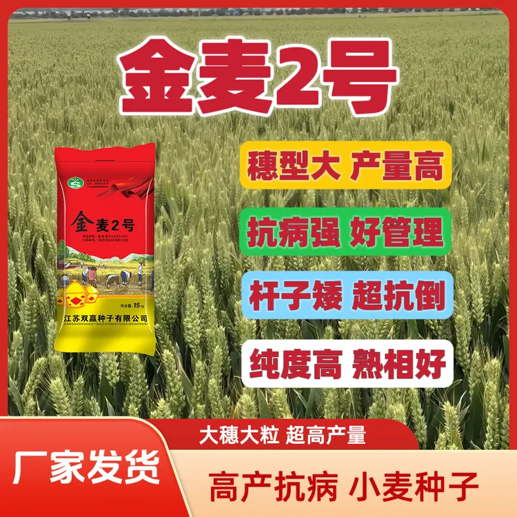 【白麦】金麦2号小麦种子大穗大粒高产抗病抗倒伏耐寒抗旱产量高