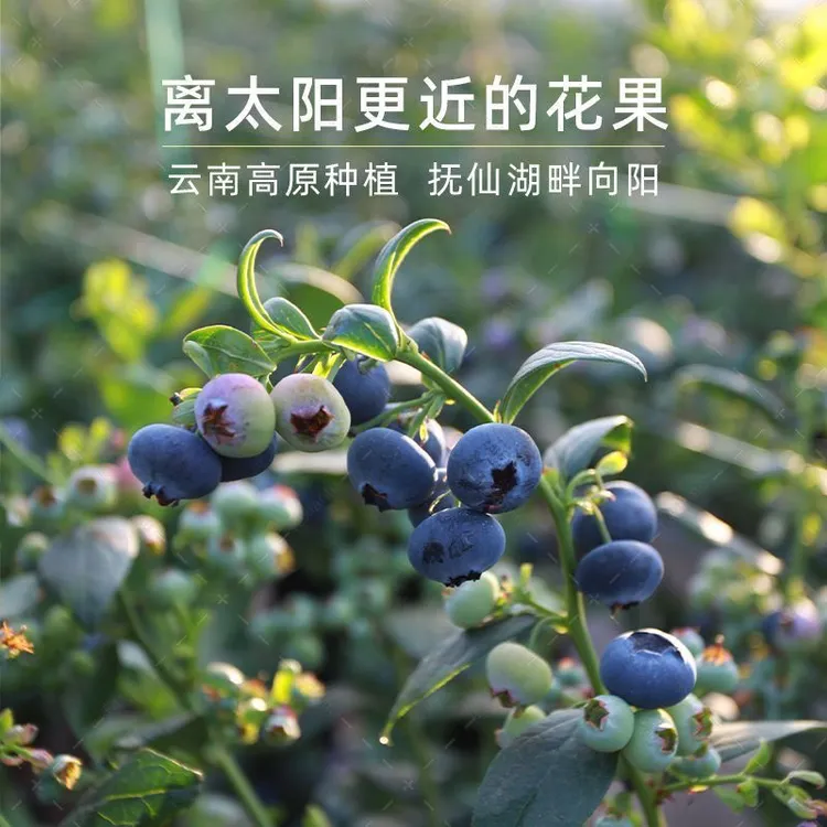 【顺丰包邮】云南抚仙湖高山蓝莓现采现发新鲜花香浓郁