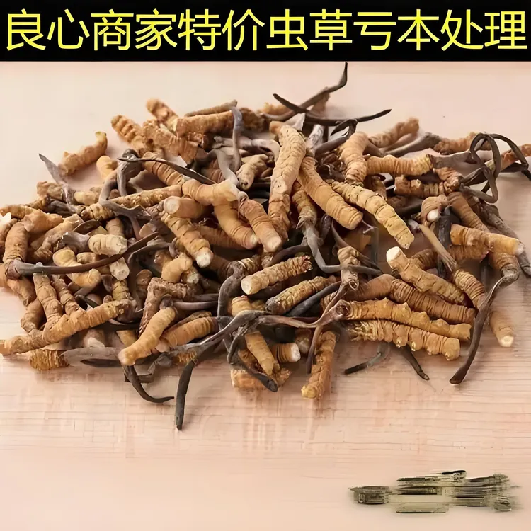 【野生小断草】2025青藏新鲜晾晒干冬虫夏草煲汤打粉泡酒自己吃划算