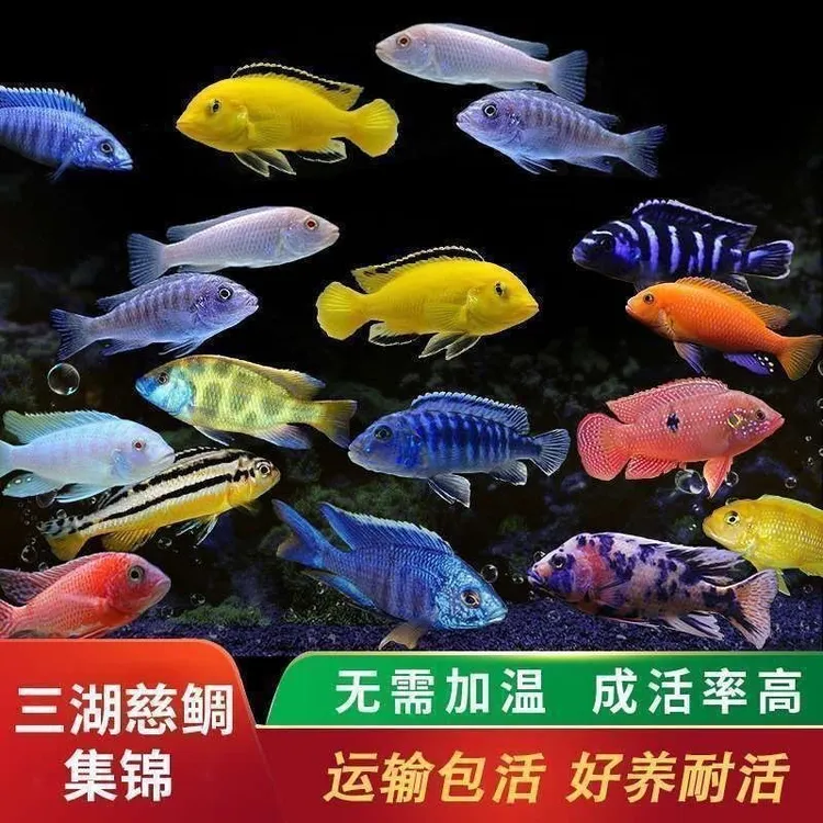 三湖慈鲷鱼马鲷鱼活体中小型热带淡水观赏鱼耐养易活包邮包活到家