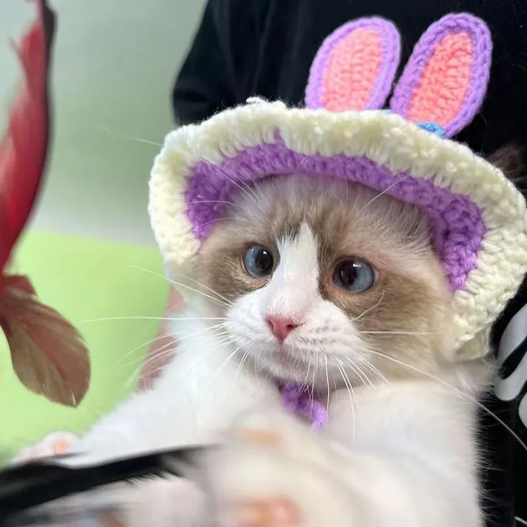 宠物狗狗猫咪变装毛绒小猫头套搞笑可爱猫咪帽子针织网红爆款黑猫