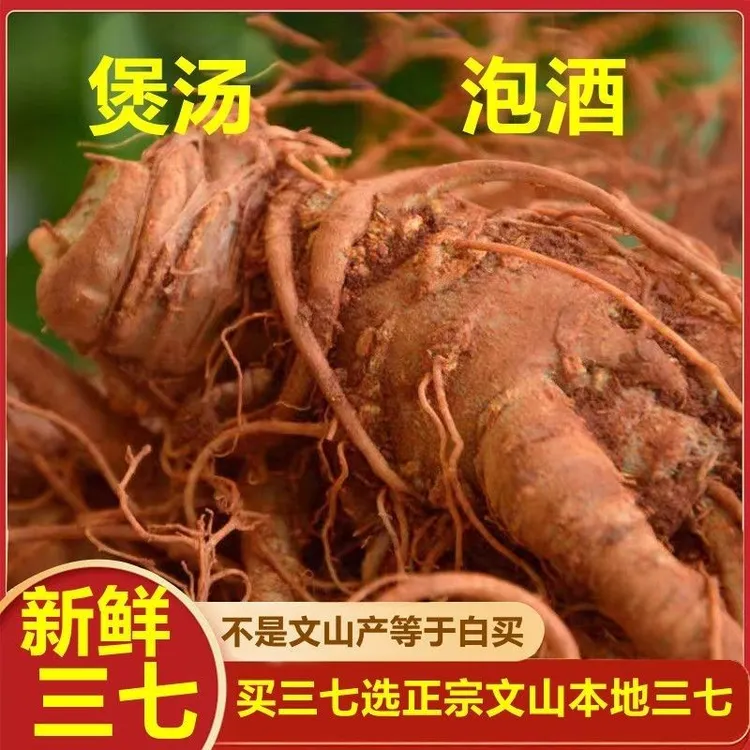 云南文山新鲜现挖三七头可泡酒煲汤的生三七根