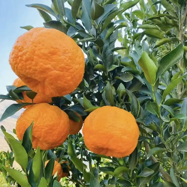 正宗云南椪柑新鲜桔子当季水果现摘现发整箱产地直发孕妈整箱包邮