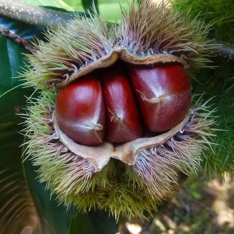 板栗树苗正宗嫁接大红袍王中王迁西板栗树苗南北方种植当年结果
