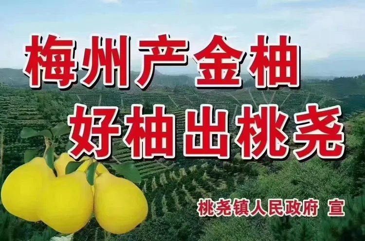 【现货速发】梅州市梅县区桃尧镇沙田柚新鲜当季水果梅县金柚白心肉