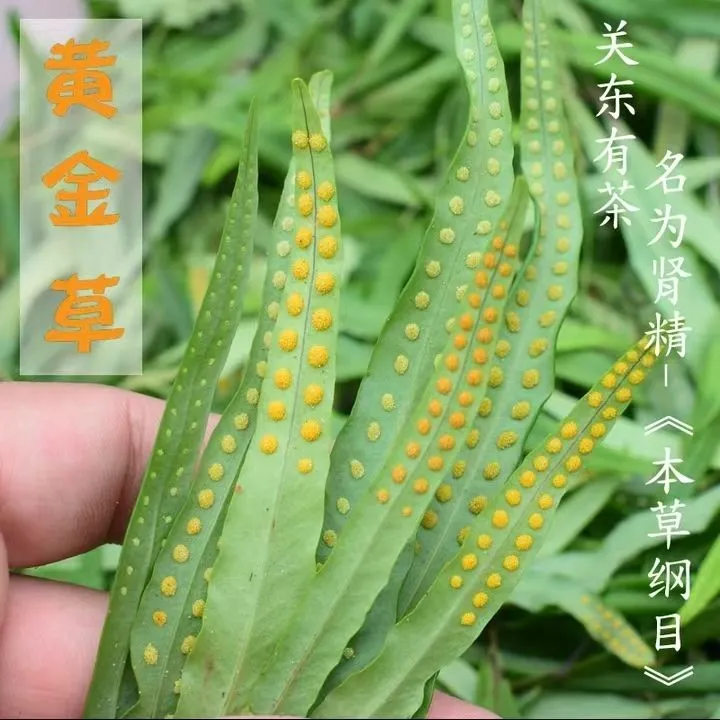 【扁鹊脉】长白山肾精茶嗷嗷叫黄金草（非种植）老百姓关东茶新鲜绿色