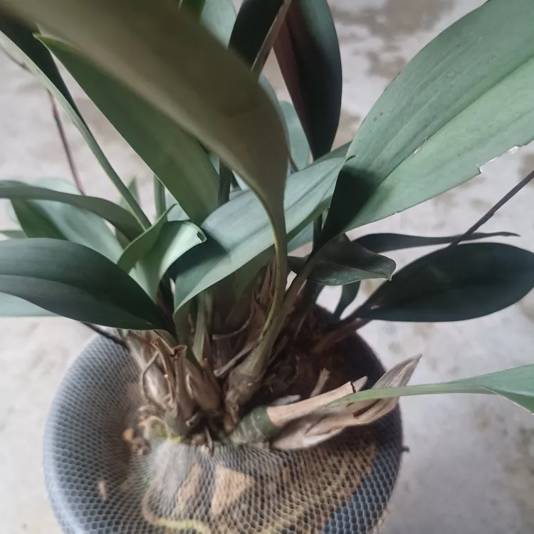 带花苞好养易活室内兰花盆栽四季开花浓香型花卉绿植