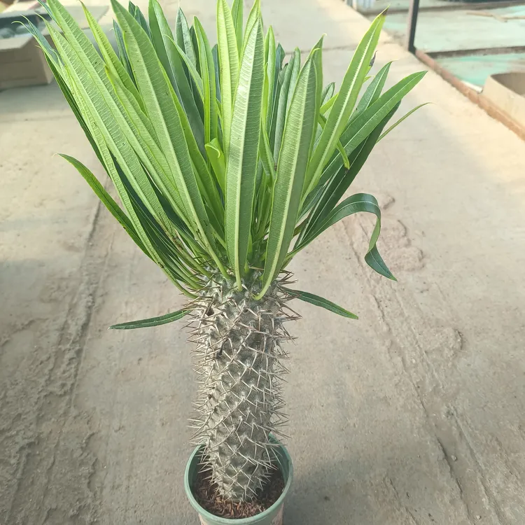 霸王树棒槌树多肉植物耐热耐旱好养室内高颜值有刺植物