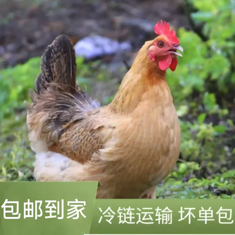 【顺丰京东冷链发货拍一发三】黑脚鸡整只母鸡散养土鸡肉食用煲汤