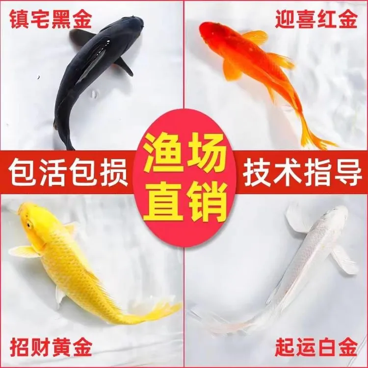 锦鲤鱼活鱼冷水淡水鱼苗观赏鱼金鱼小型好养耐活红鲤鱼纯种小锦鲤