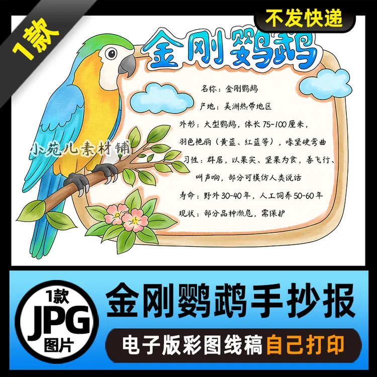 1136动物名片动物卡片鸟类金刚鹦鹉动物观察手抄报电子版线稿