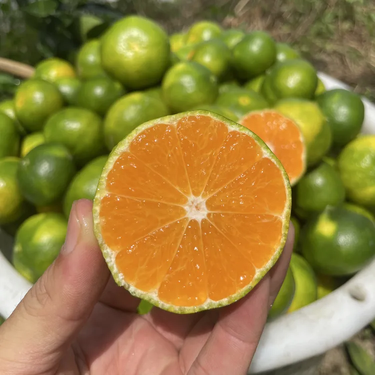 【顺丰包邮】江西寻乌蜜桔现摘青皮蜜橘薄皮多汁应季水果5斤中大果