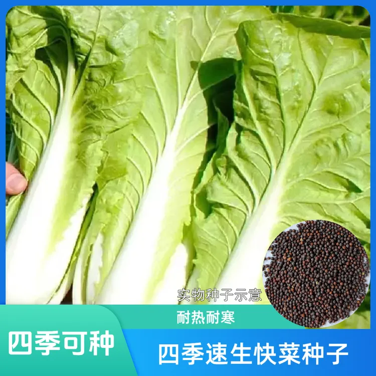 下单就发3包【快菜种子】速生奶油快菜阳台小院农家蔬菜种子商品图