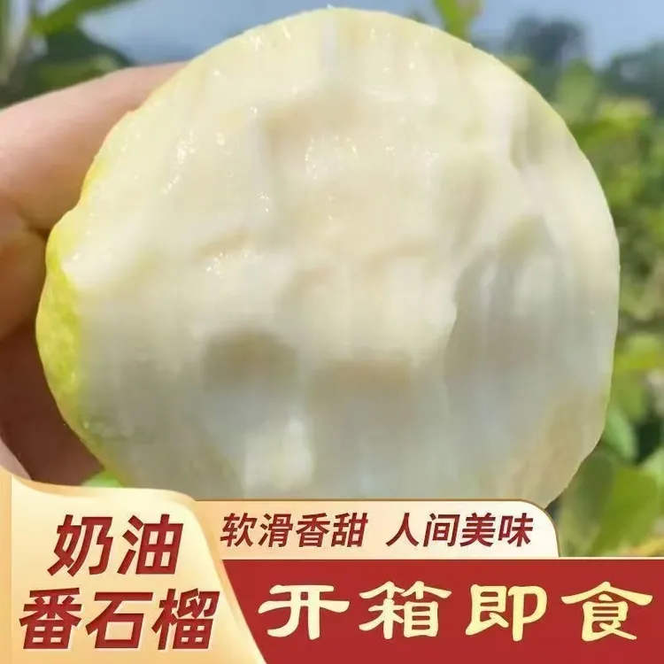广西玉林芭乐番石榴可口奶香味浓产地直发坏果包赔