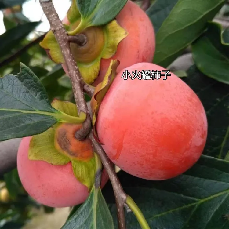 盆栽地栽均可新鲜甘甜多汁无核现摘现发应季水果