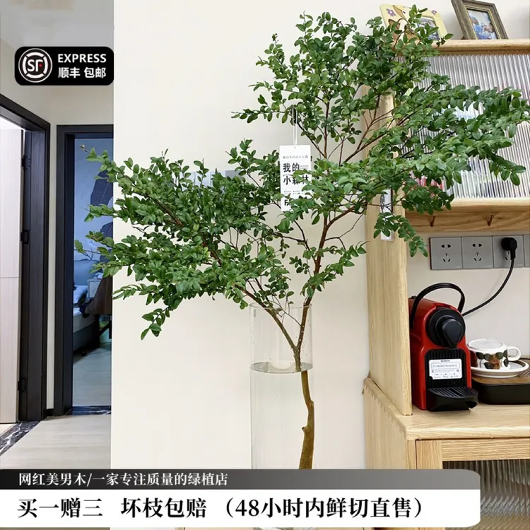 鲜花 美男树水培绿植物鲜切枝室内ins北欧风花卉在