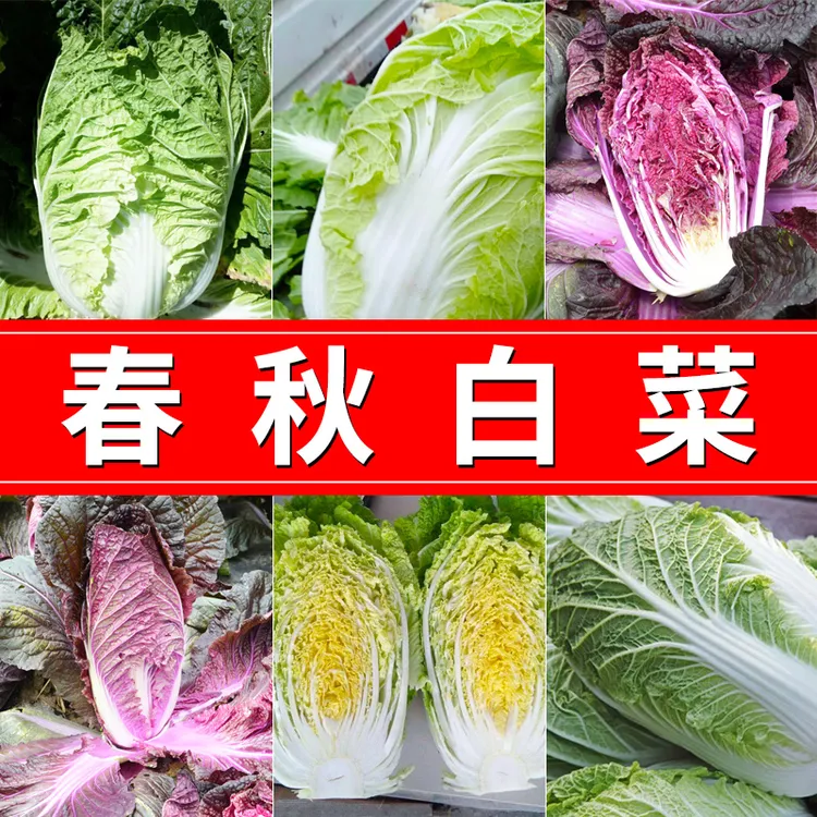 【春秋白菜】大白菜种子秋播白菜种籽基地用农家蔬菜菜籽种孑