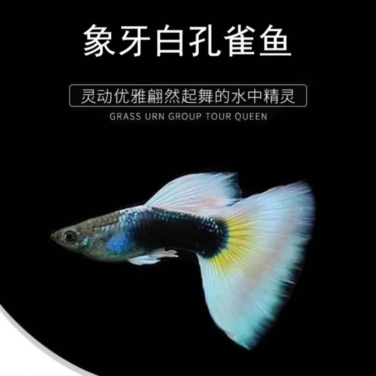 象牙白孔雀鱼可繁殖种鱼成鱼胎生鱼斑马鱼小鱼观赏鱼淡水鱼观赏鱼