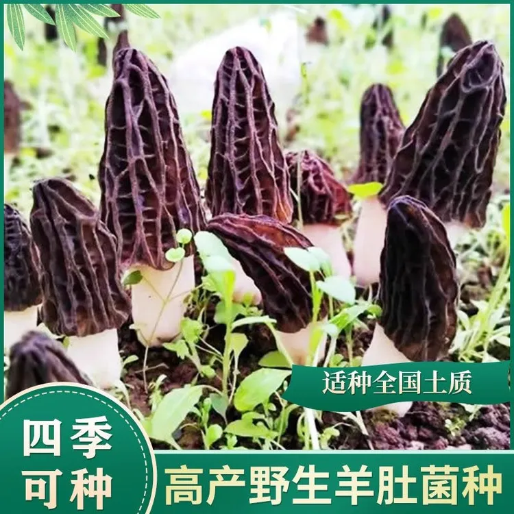 超值羊肚菌菌种包菌种家种速产羊肚菌新鲜菌种菌包食用菌阳台庭院