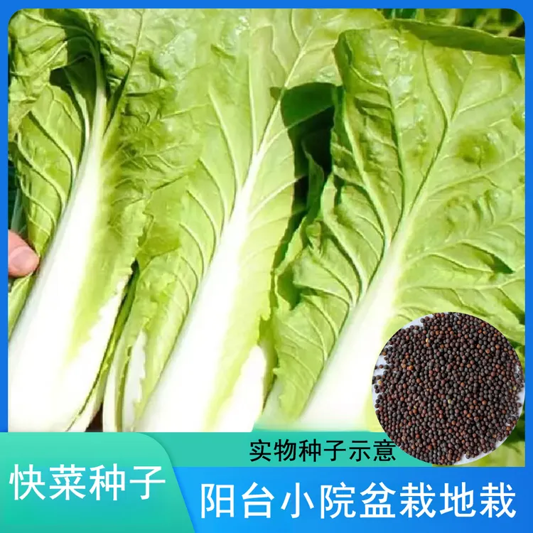 下单就发3包【快菜种子】速生奶油快菜阳台小院农家蔬菜种子商品图